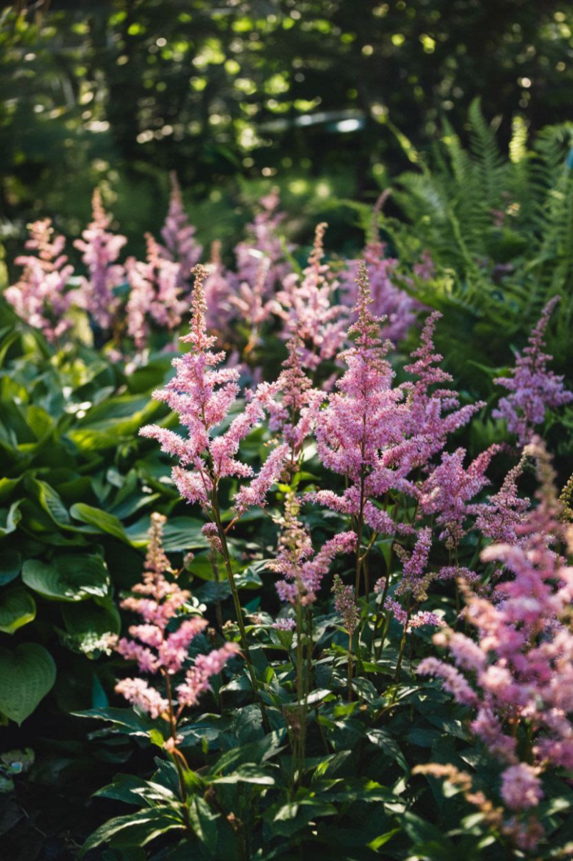 Astilbe Flowering Shade Garden