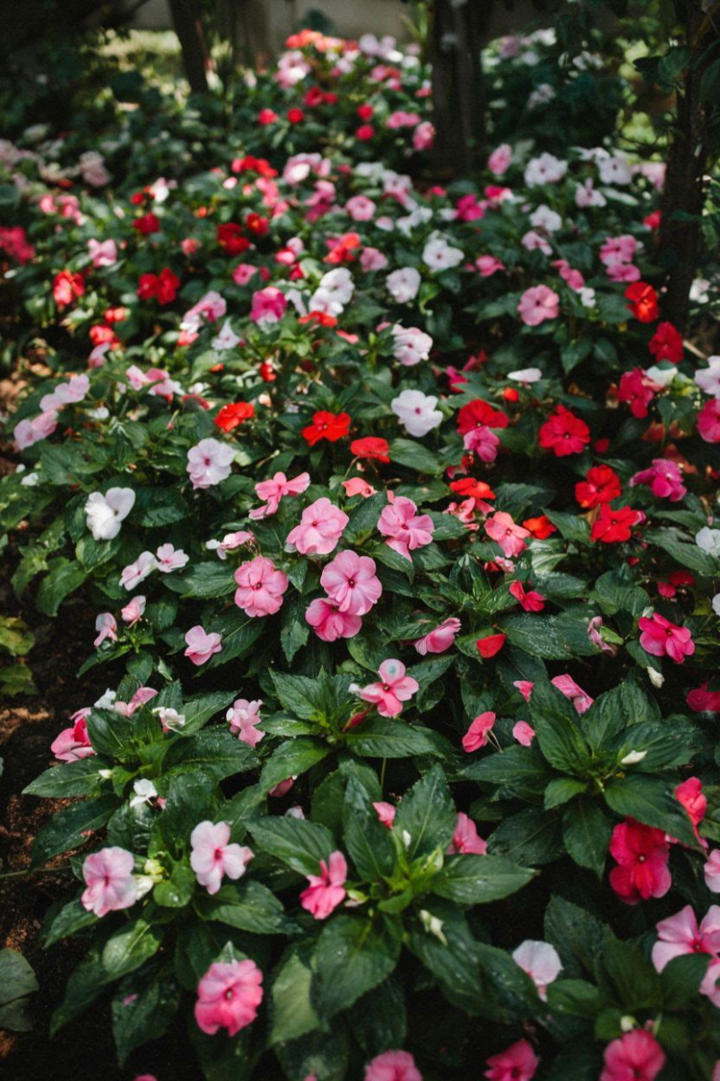 Impatiens Colorful Shade Garden Bed