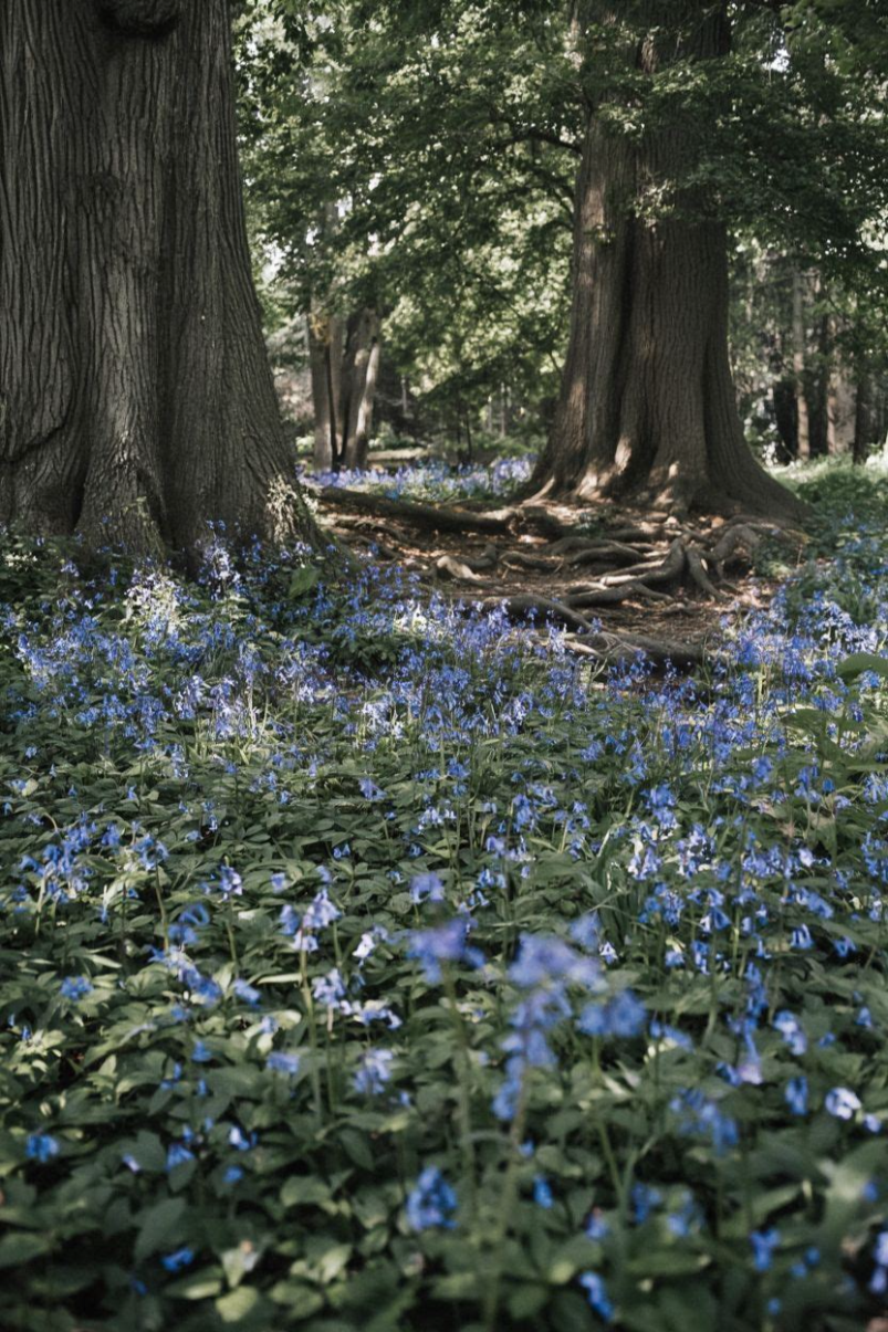 Shade Garden Under Trees Ideas