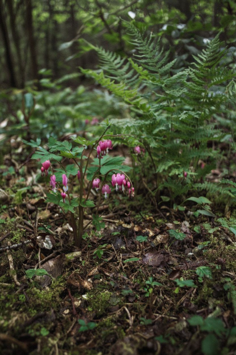 Woodland Shade Garden Design Ideas