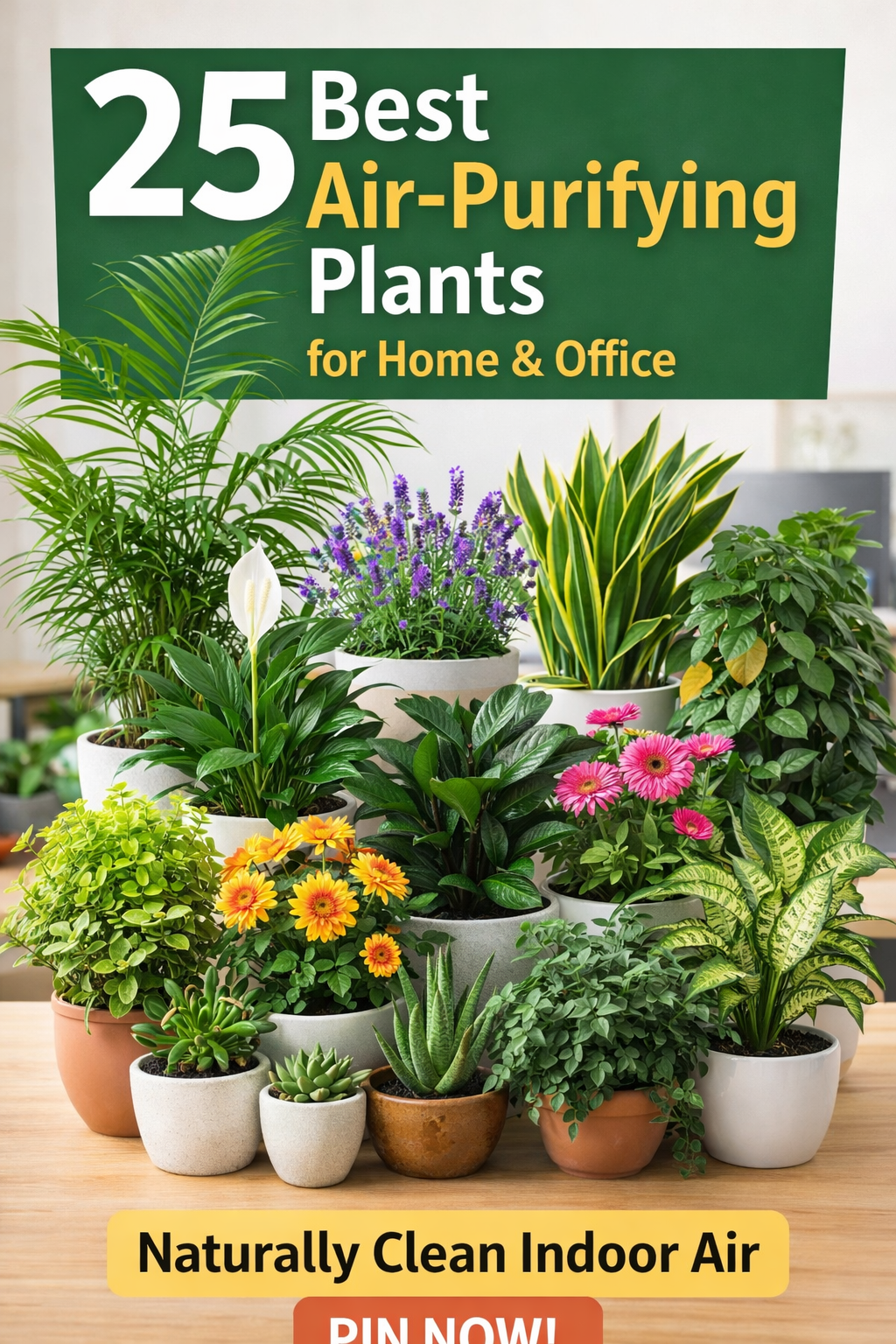 25 Air Purifier Plants