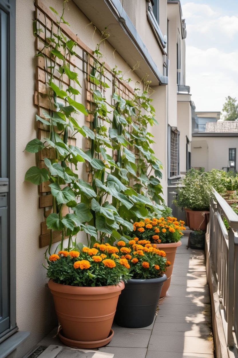 Space Saving Cucumber Terrace Garden