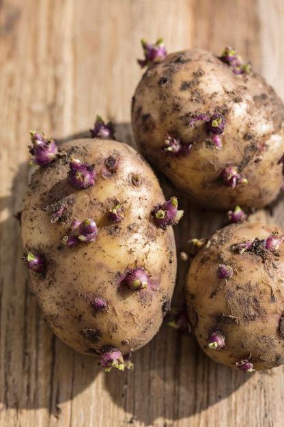Potato Eyes and Sprouting Guide