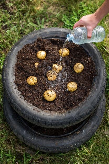 Harvesting Potatoes New and Full Crop