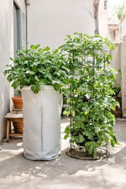 Potato Tower Planting Method